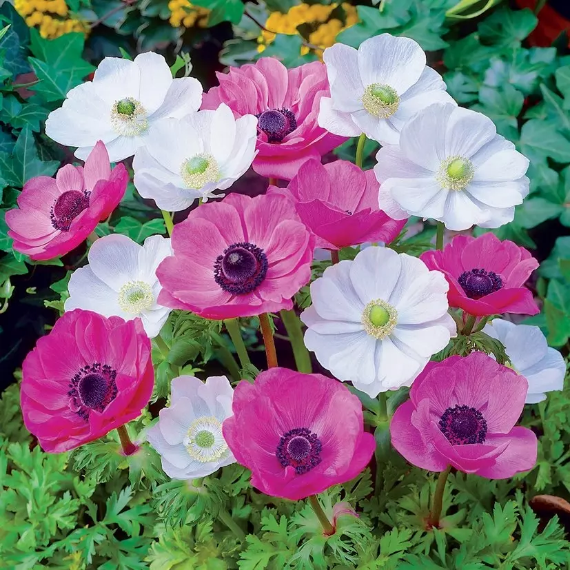 Anemone Nemorosa, Wood Anemone
